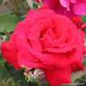 Ernest H Morse - Hybrid Tea Rose