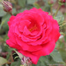 Ernest H Morse - Hybrid Tea Rose