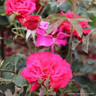 Ernest H Morse - Hybrid Tea Rose