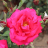 Ernest H Morse - Hybrid Tea Rose