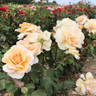 Just Joey - Hybrid Tea Rose