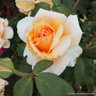 Just Joey - Hybrid Tea Rose