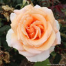 Just Joey - Hybrid Tea Rose