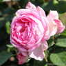 Mum in a Million - Hybrid Tea Rose