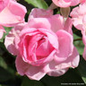 Mum in a Million - Hybrid Tea Rose