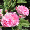 Mum in a Million - Hybrid Tea Rose