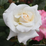 Pascali - Hybrid Tea Rose