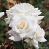 Pascali - Hybrid Tea Rose