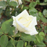 Polar Star - Hybrid Tea Rose