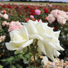 Polar Star - Hybrid Tea Rose