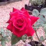 Ruby Wedding - Hybrid Tea Rose
