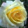 Sunny Skies - Hybrid Tea Rose