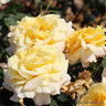 Sunny Skies - Hybrid Tea Rose