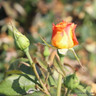 Sunny Skies - Hybrid Tea Rose