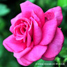 Wedding Bells - Hybrid Tea Rose