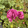 Cardinal De Richelieu - Shrub Rose