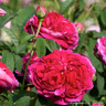 Charles De Mills - Shrub Rose
