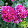 Charles De Mills - Shrub Rose