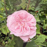 Fantin Latour - Shrub Rose