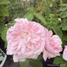 Fantin Latour - Shrub Rose