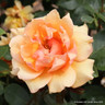 Simply the Best - Hybrid Tea (Standard Rose)