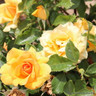 Simply the Best - Hybrid Tea (Standard Rose)
