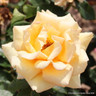 Simply the Best - Hybrid Tea (Standard Rose)