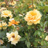 Simply the Best - Hybrid Tea (Standard Rose)