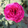 Madame Isaac Pereire - Shrub Rose