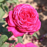 Madame Isaac Pereire - Shrub Rose