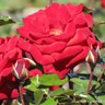 Madrigal - Shrub Rose