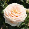 Champagne Moment - Floribunda (Standard Rose)