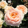 Champagne Moment - Floribunda (Standard Rose)