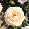 Champagne Moment - Floribunda (Standard Rose)