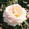 Champagne Moment - Floribunda (Standard Rose)