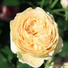 Well Being - Shrub Rose