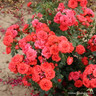 Birthday Wishes - Patio Rose