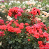 Birthday Wishes - Patio Rose
