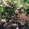Chatsworth - Patio Rose