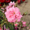 Chatsworth - Patio Rose