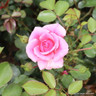 Chatsworth - Patio Rose
