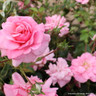 Chatsworth - Patio Rose