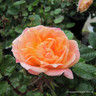 Honeybunch - Patio Rose