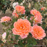 Honeybunch - Patio Rose