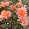 Honeybunch - Patio Rose