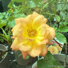 Shine On - Patio Rose