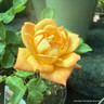 Shine On - Patio Rose