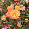 Shine On - Patio Rose