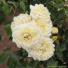 Sweet Memories - Patio Rose