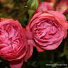 Special Anniversary - Hybrid Tea (Standard Rose)